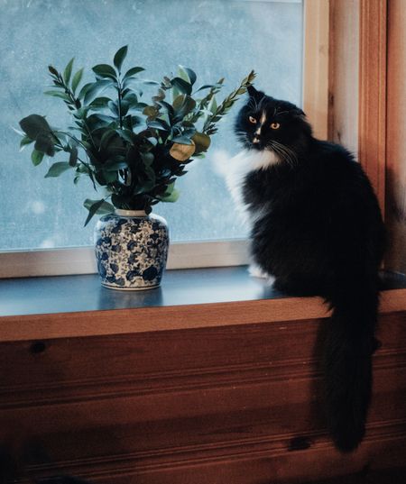 Had to get a shot of Castro posing in *his* window this morning. Fun fact - when I first got Castro I had plants on this windowsill BUT he declared this window as his own by knocking all of them to the floor... so… let’s see how having this vase here goes...

#LTKfindsunder50 #LTKhome #LTKSeasonal