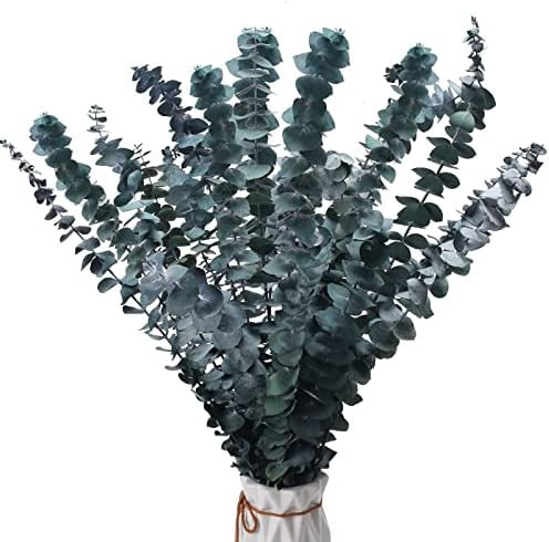 HUAESIN 20 Pcs Dried Eucalyptus Stems Preserved Eucalyptus Branches Fresh Eucalyptus Plant for Sh... | Amazon (US)