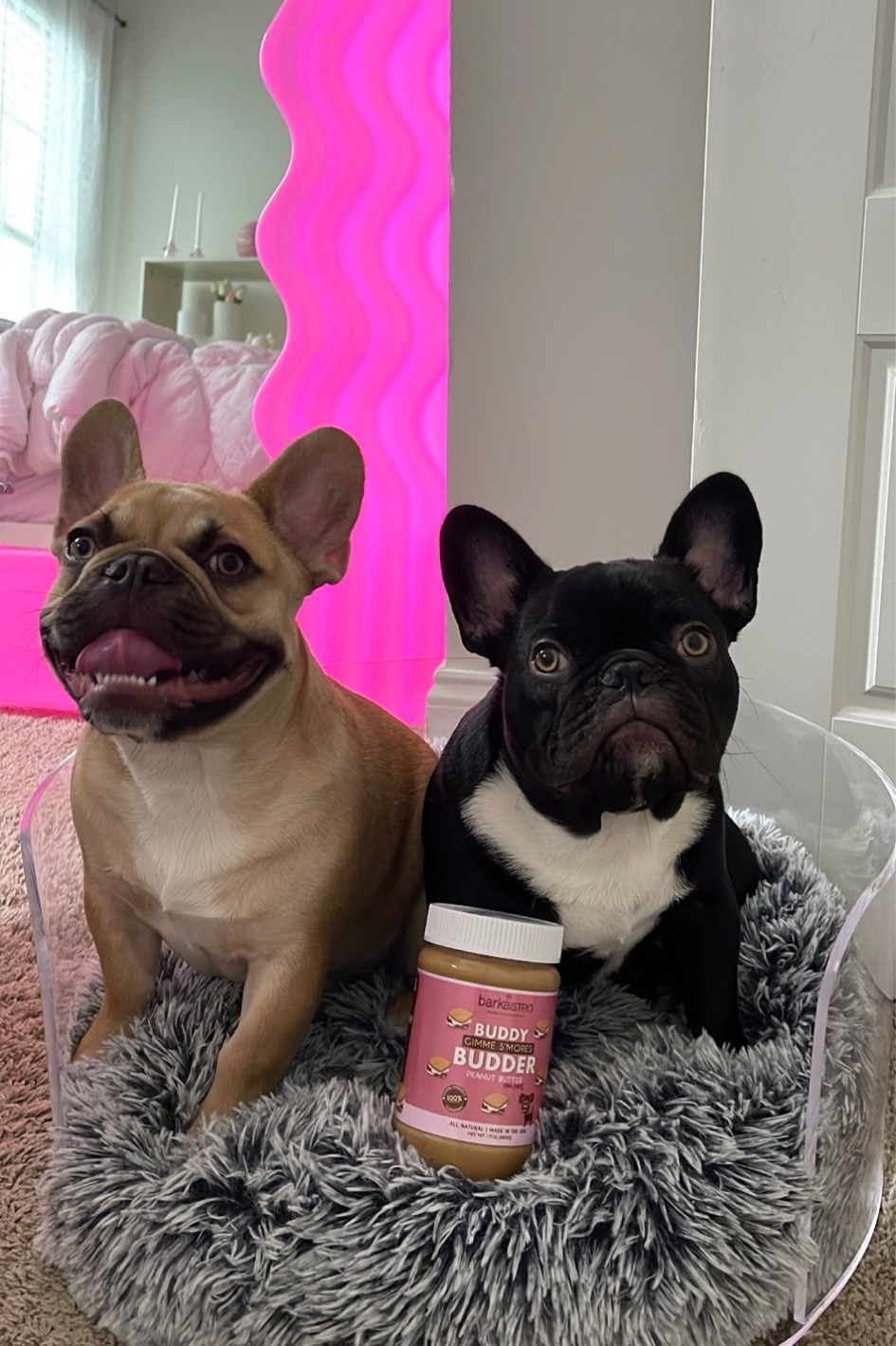 @tubby.po.thefrenchies on IG 🩷

Dog bed. Dog mom. Puppy bed. Dog mom essentials. Acrylic donut bed. Room decor. Frenchie. French bulldogs, amazon pets, pet accessories, modern pet bed, Amazon home, dog toys, cute dog stuff, bark bistro, dog treats. #LTKSeasonal #LTKBacktoSchool #LTKU #LTKunder50 #LTKbeauty #LTKstyletip #LTKsalealert #LTKkids

#LTKFind #LTKhome #LTKfamily