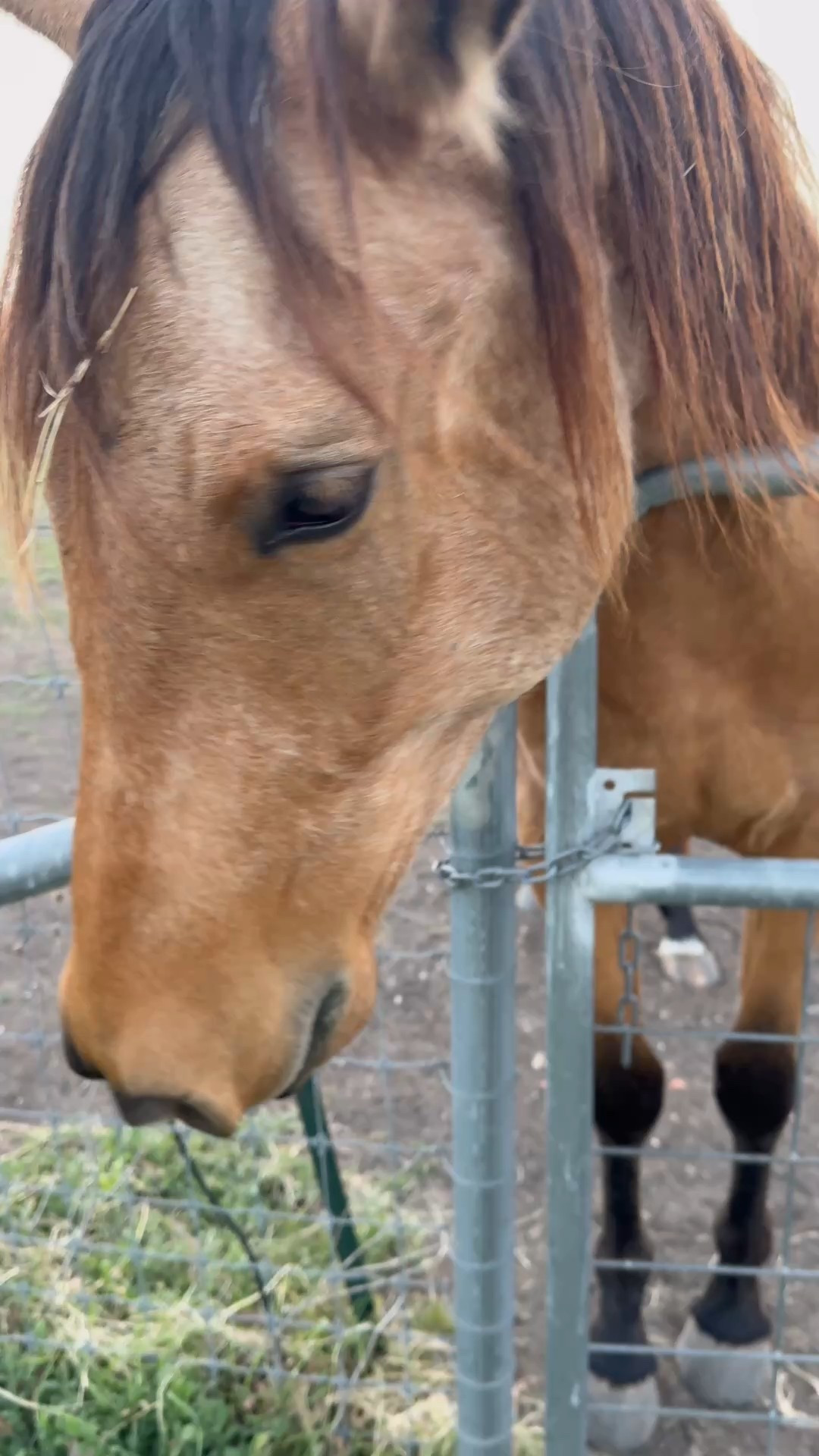 horse + sunsets in texas ✨

#LTKPets #LTKWatchNow #LTKSeasonal