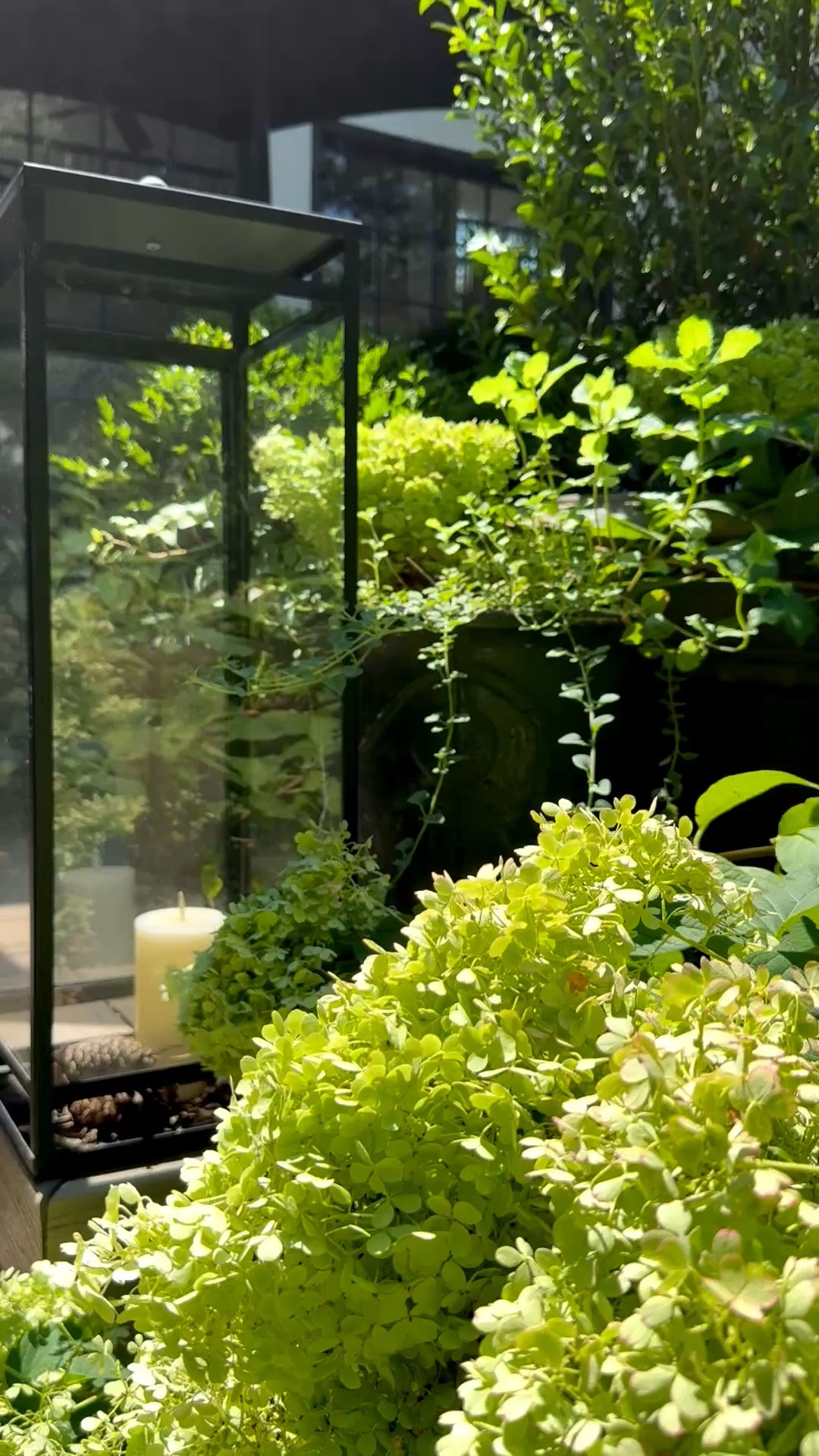 For all those who don’t think they can grow anything (me!) … this is proof that you can! And always add lanterns for the ultimate in ambiance! 🤍

#LTKdayinmylife #LTKSeasonal #LTKHome