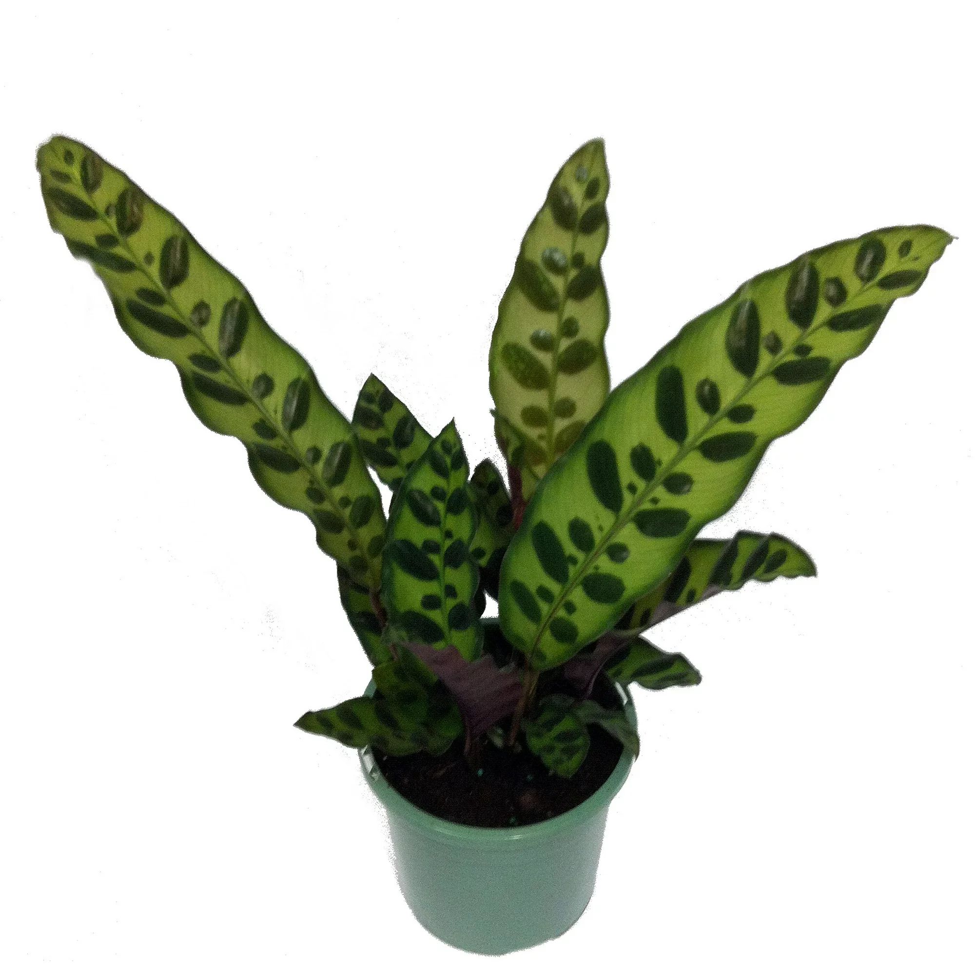 Rattlesnake Plant - Calathea lancifolia - Easy House Plant - 4" Pot | Walmart (US)