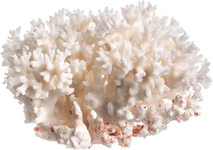 White Sea Coral | Lace Coral Pocillopora Damicornis | Plus Free Nautical eBook by Joseph Rains | Amazon (US)