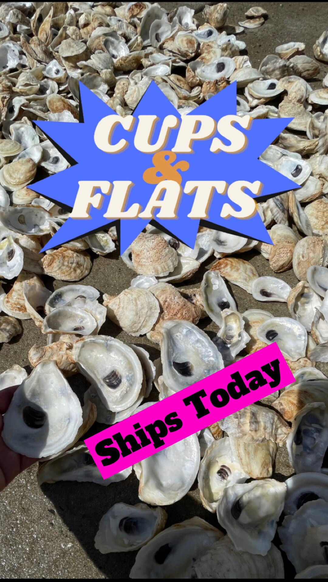Cups/Flat OYSTER SHELLS 20, 50, 100, 200, 500 *Free Shipping* *bulk* Bleached & Pressure Cleaned! | Etsy (US)
