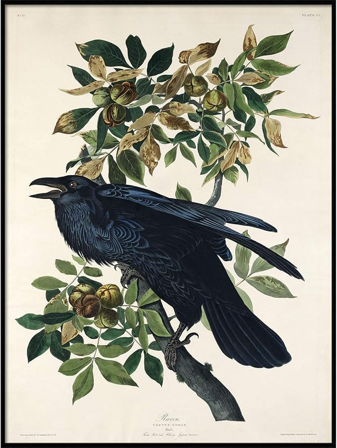 Raven Print, Antique Bird Painting, Vintage Drawing Poster Wall Art Decor, Black Raven, bird natu... | Amazon (US)