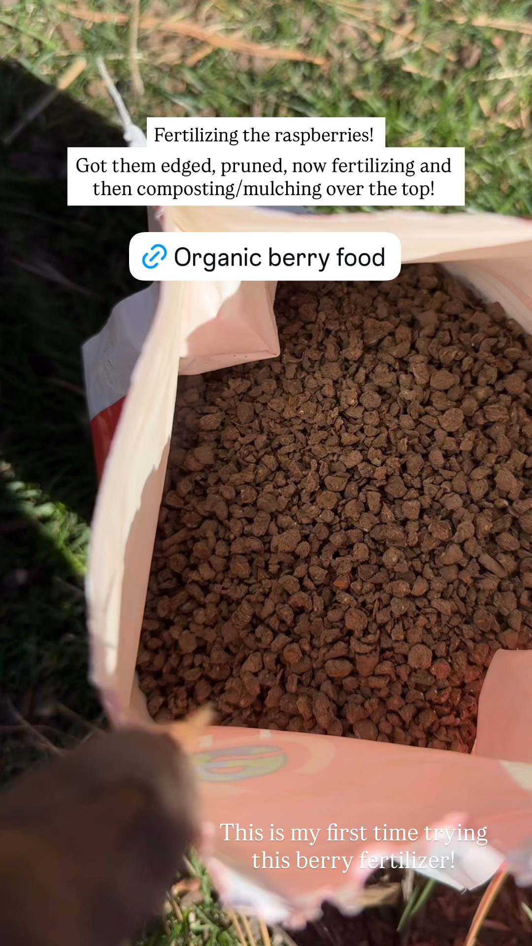 Feeding my raspberries!! If you want bigger, healthier plants and better harvests, what you feed your berries really matters. I love using an organic option to support strong growth and sweeter fruit all season long.
—linking it here if you’re growing berries this year!
#ltkhome #ltkgarden #gardentips #growyourownfood #organicgardening #ltksale #gardeninspiration #backyardgarden #ltkfinds #springgardening

#LTKSeasonal #LTKHome