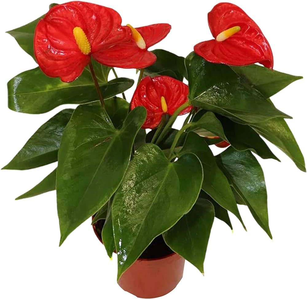 California Tropicals Anthurium Red - Live House Plants Indoor, 4 Inch Pot for Easy Care, Perfect ... | Amazon (US)