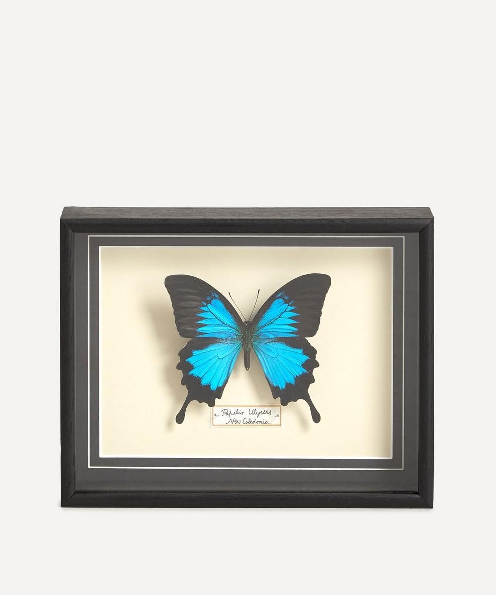 Papilio Ulysses Framed Butterfly | Liberty London (UK)