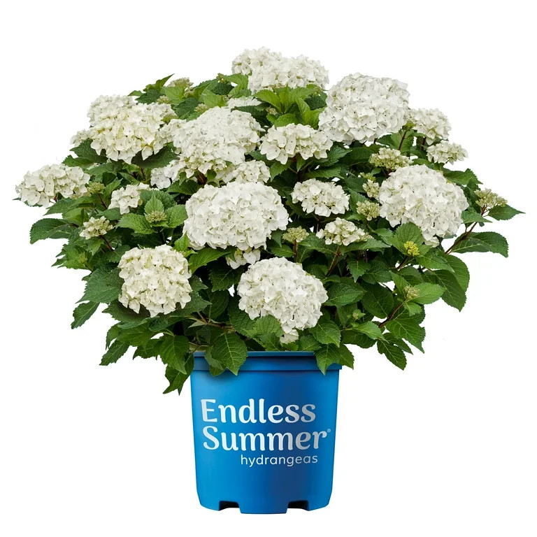 Endless Summer Hydrangea Dream Cloud Live Shrub (2 Gallon) - Walmart.com | Walmart (US)