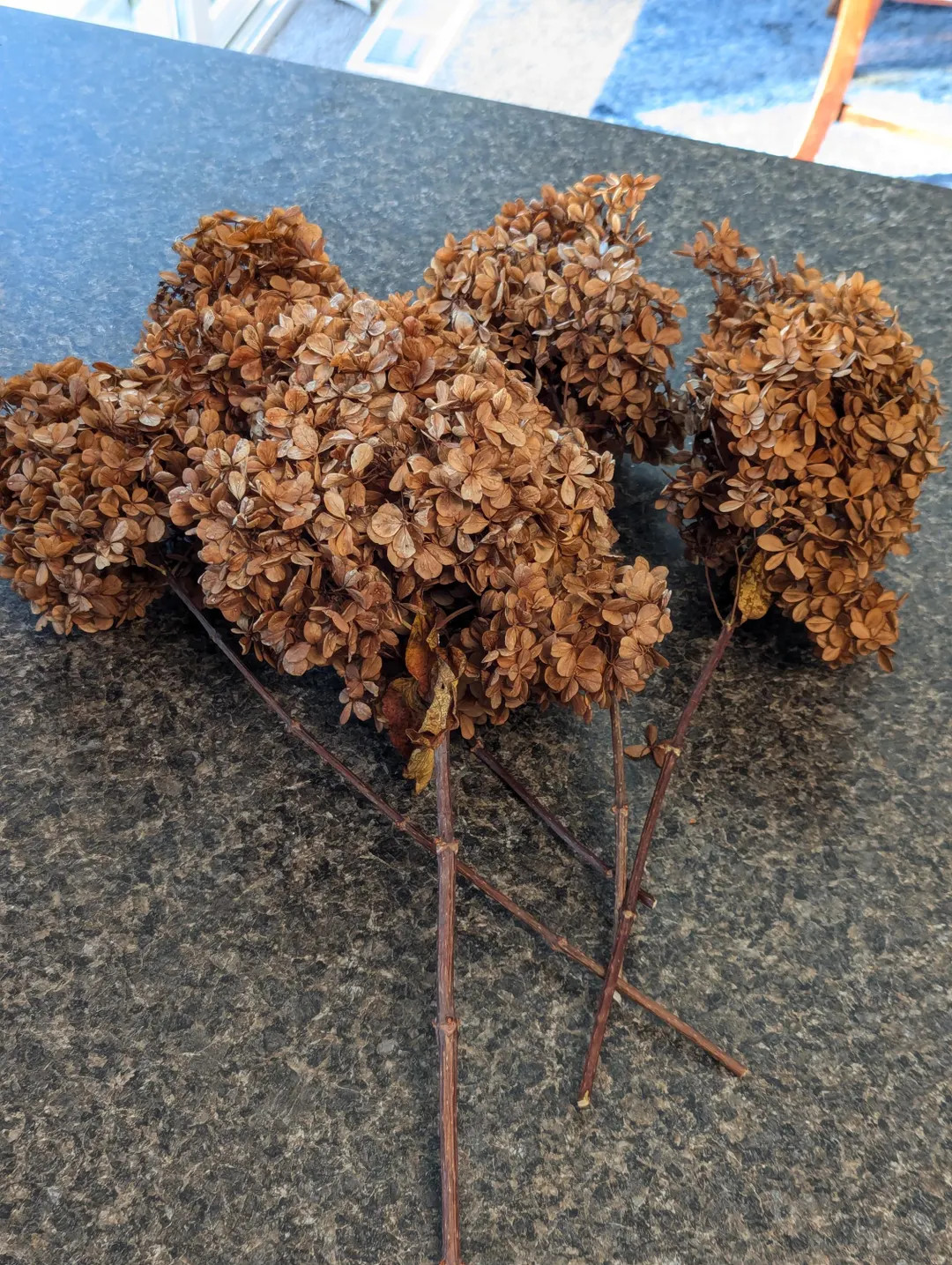 Dried Hydrangea, Brown Hydrangea, Organic Dried Flowers, Annabelle Hydrangea, 5 Stems - Etsy | Etsy (US)