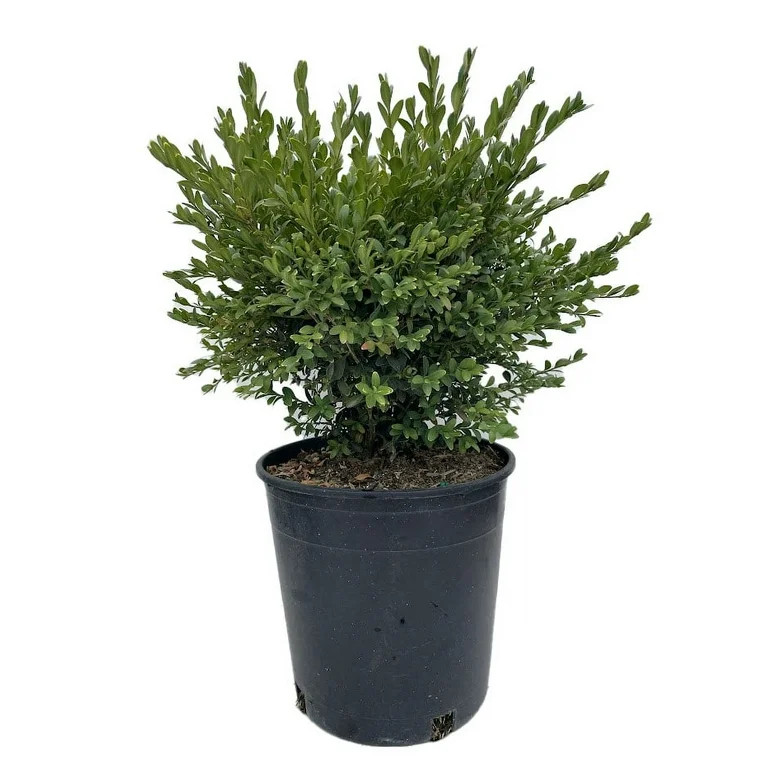 Expert Gardener 2.25 gal Boxwood Green Gem Live Shrubs | Walmart (US)