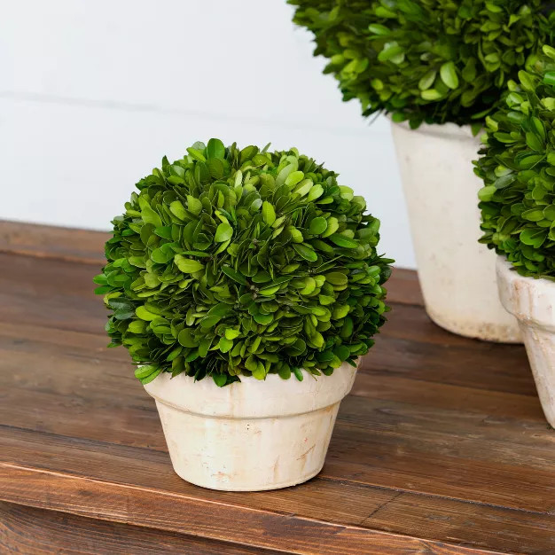 Park Hill Collection Potted Preserved Boxwood Ball Small | Target
