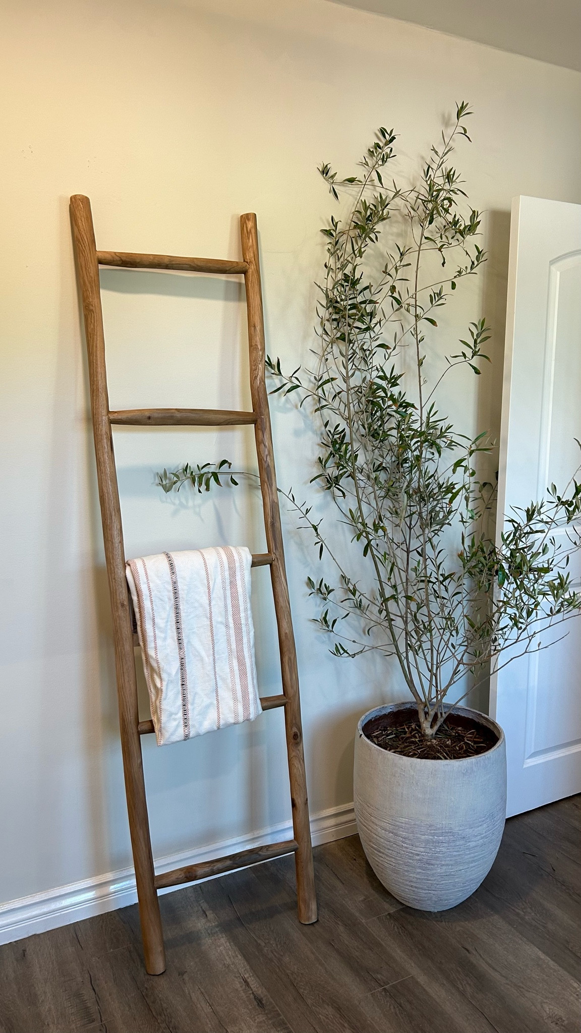 Olive tree pot

#LTKfamily #LTKFind #LTKhome