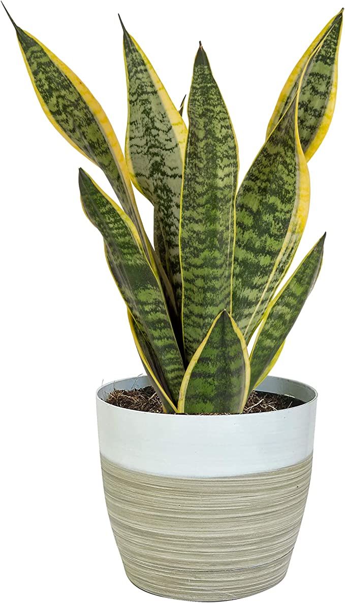 Costa Farms Snake, Sansevieria White-Natural Decor Planter Live Indoor Plant, 12-Inch Tall, Growe... | Amazon (US)