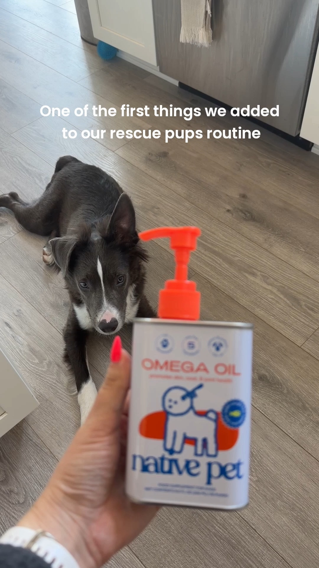 One of the first things we added to Stormi’s routine as he settled into his new home. Supporting healthy skin, a shiny coat, and all the adventures ahead. 🏔️🐾

#LTKActive #LTKdayinmylife #LTKHome