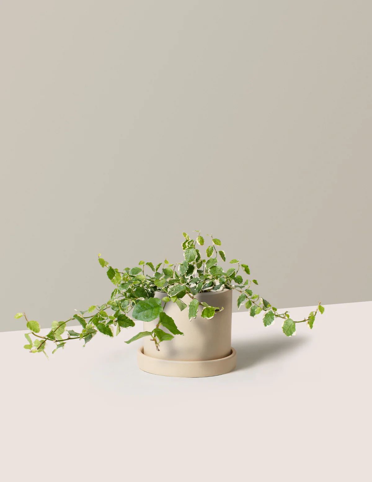 Variegated Creeping Fig | The Sill