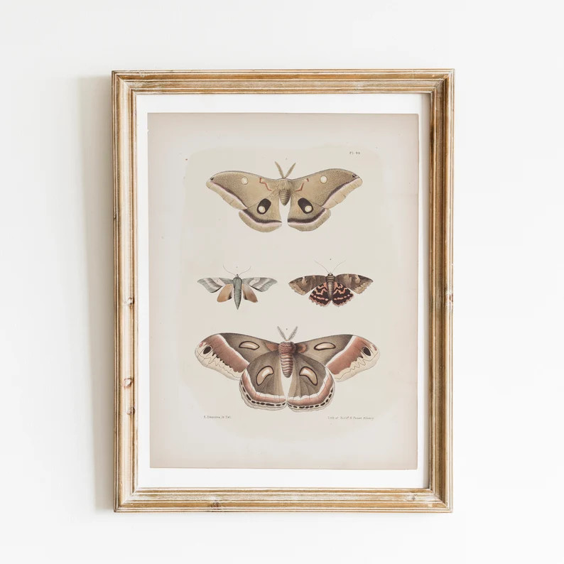 Antique Moth Wall Art 4x5 Ratio Printable Instant Download Butterfly Specimen Poster for Bedroom,... | Etsy (US)