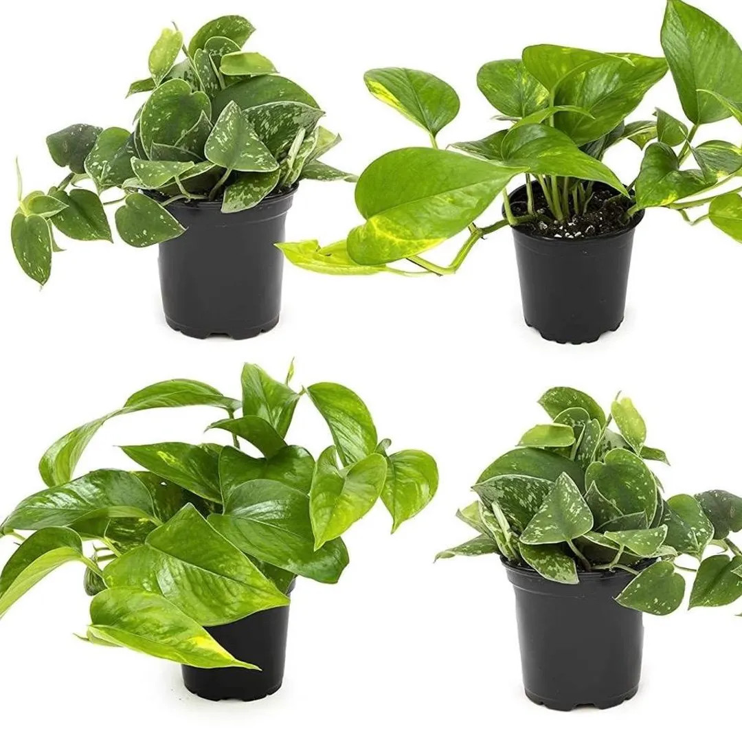 Assorted Pothos Plant 4-pack: Golden, Neon, Jade, Marble - Etsy | Etsy (US)