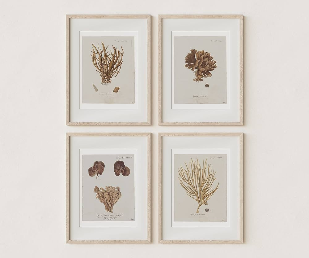 Vintage Wall Art Coral Prints | Antique Boho Minimalist Artwork Coastal Decor for Bedroom, Living... | Amazon (US)