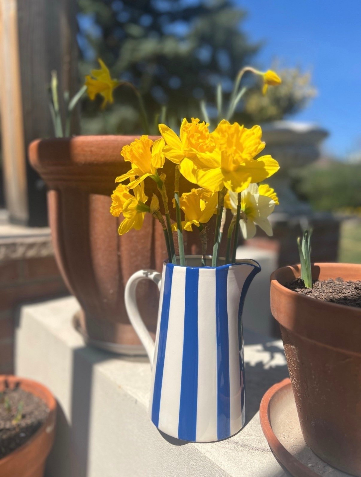 This blue and white striped pitcher with daffodils is such a simple, cheerful combo. Feels like a little dose of spring!

#LTKSeasonal #LTKFindsUnder50 #LTKHome