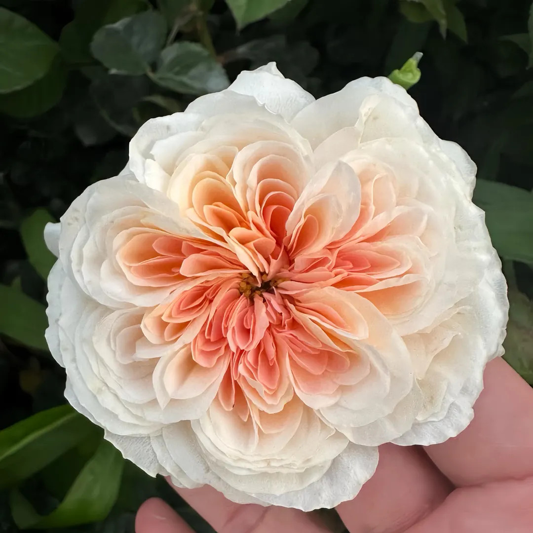 Tip top. Cut rose. | Etsy (US)