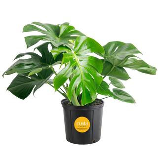 Monstera Deliciosa Indoor Plant in 10 in. Grower Planter, Avg. Shipping Height 2-3 ft. Tall | The Home Depot