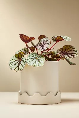Pissaro Scalloped Ceramic Pot | Anthropologie (US)