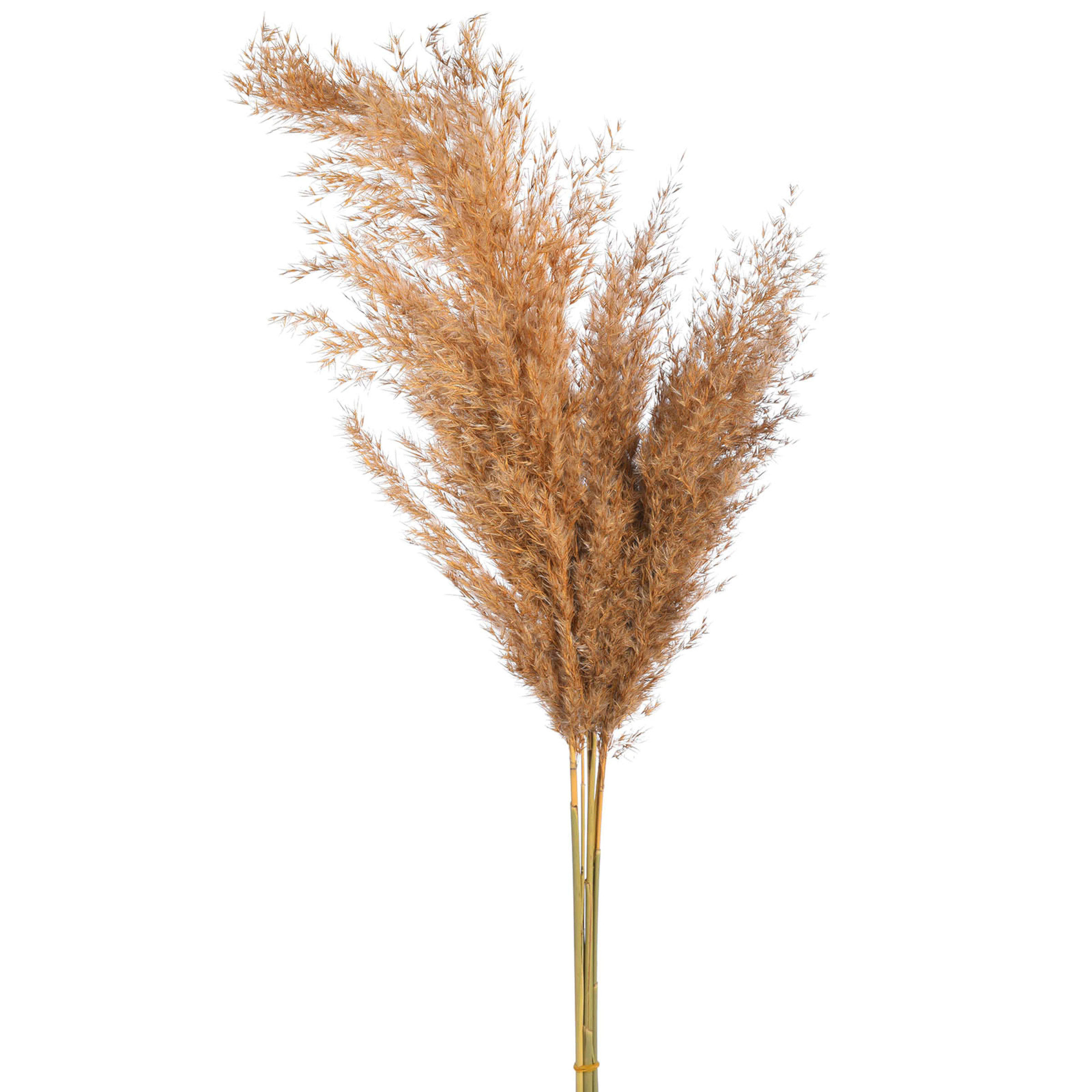 Trockenblume Pampasgras online kaufen | DEPOT | DEPOT Onlineshop DE