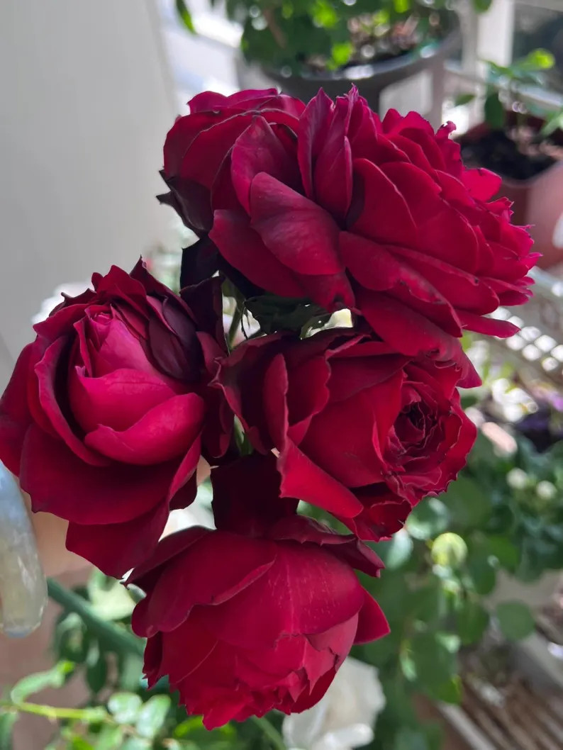 Red Rose【Janice Kellogg】 1.5Gal OwnRoot Live Plant｜ 詹尼斯｜Large Burgundy Wedding Rose... | Etsy (US)