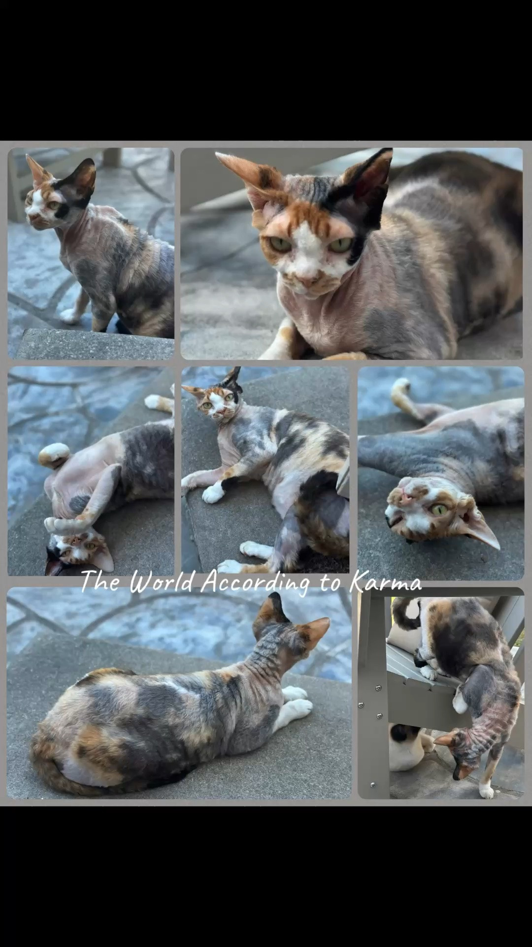 Karma’s Favorites 🖤

Seven photos. One very spoiled Sphynx. 😸

Sharing some of my favorite Karma moments and linking a few of the pet finds we use and love.

#Ad #LTKPets #SphynxCat #HairlessCat #CatMom #PetFavorites #CatLife #CatLover #PetFinds #SphynxLife

#LTKHome #LTKSeasonal #LTKdayinmylife