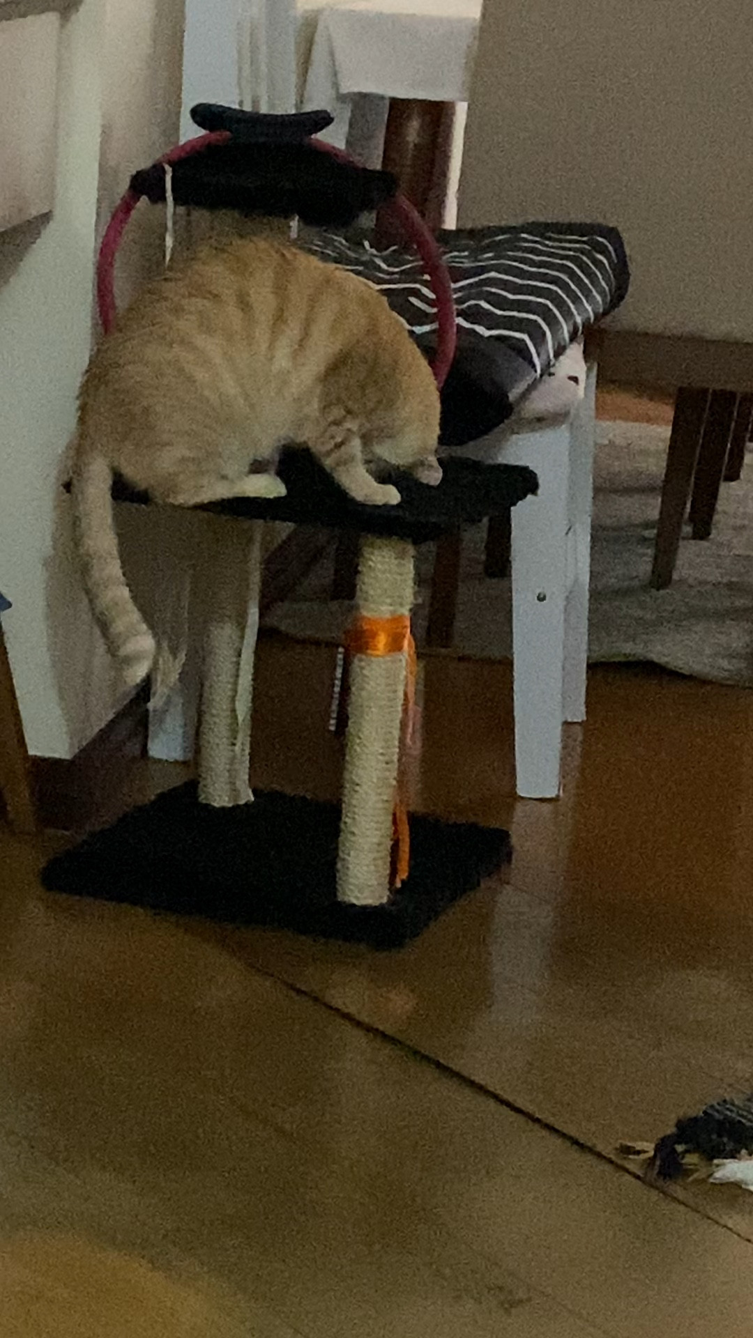 Um gatinho e um arranhador ♥️♥️♥️

#LTKwinter #LTKbrasil