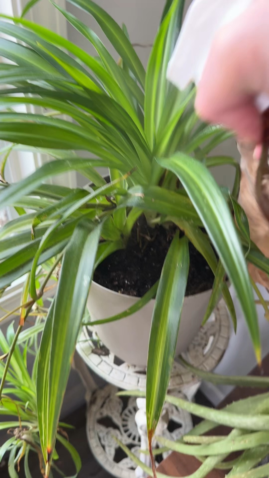 Preventing mildew and bugs is the easies way to keep your plants happy and healthy! #plants Houseplantcare

#LTKselfcare #LTKSeasonal #LTKHome