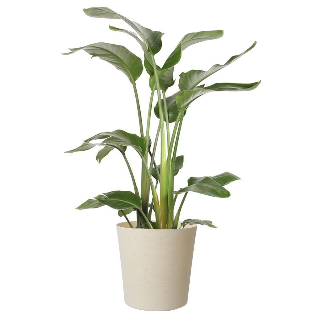 Costa Farms 10 in. White Bird in Paradise Planter-CO.3.WB11.PARWHT - The Home Depot | The Home Depot