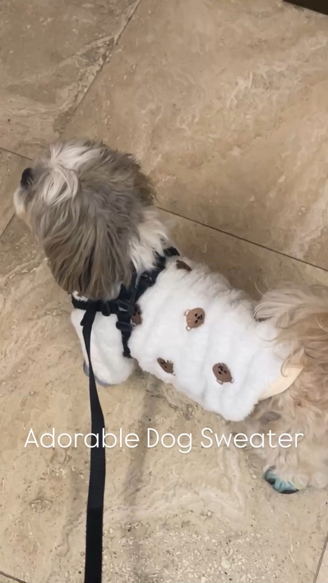 The cutest dog sweater! Ralphie is now 11 pounds (he used to be 16 pounds but he's been battling Chronic Kidney Disease for 3 years) and fits size L. He's a male Shih Tzu.

Fur baby
Cute Dog clothes

#LTKKids #LTKBaby