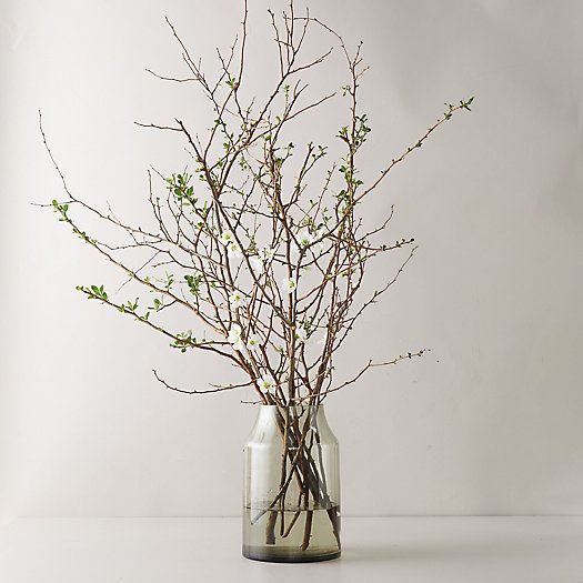 Quince Branches | Terrain