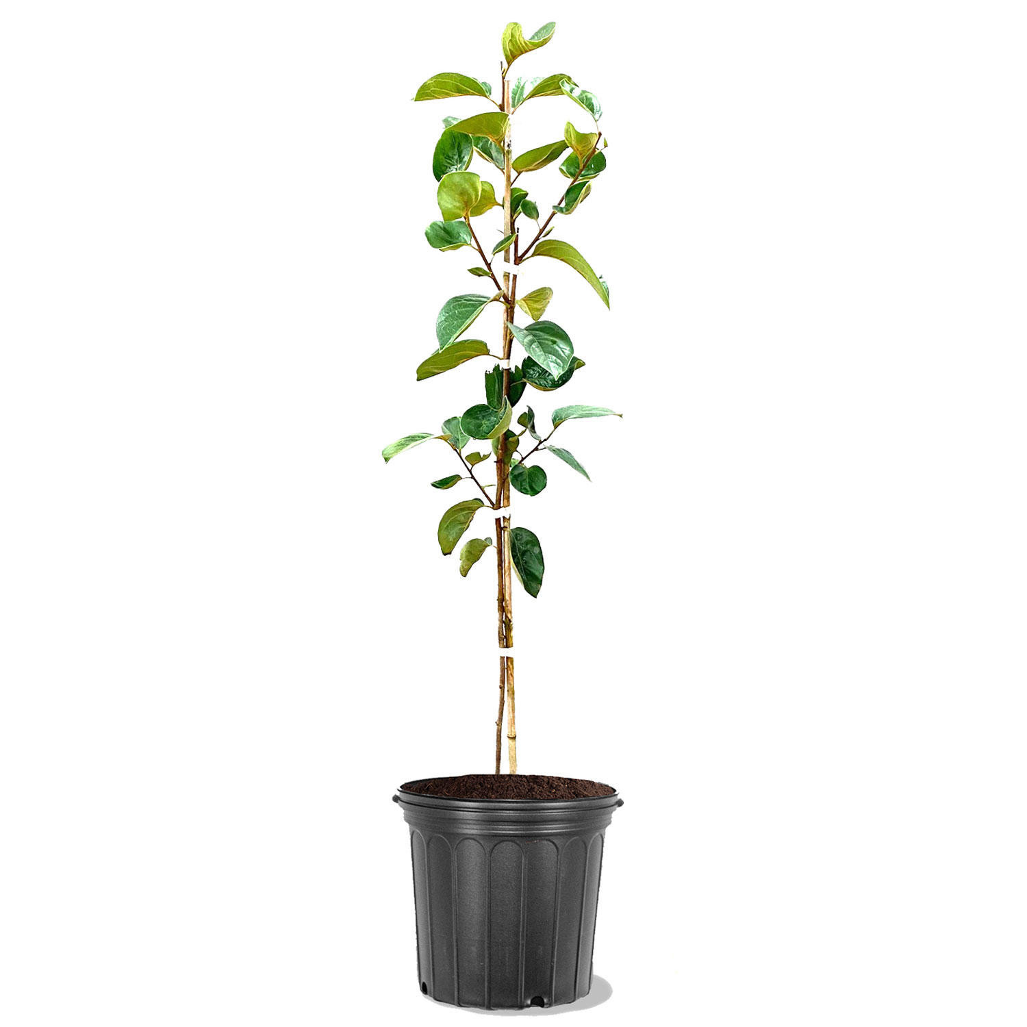 Fuyugaki persimmon tree product photo via LTK