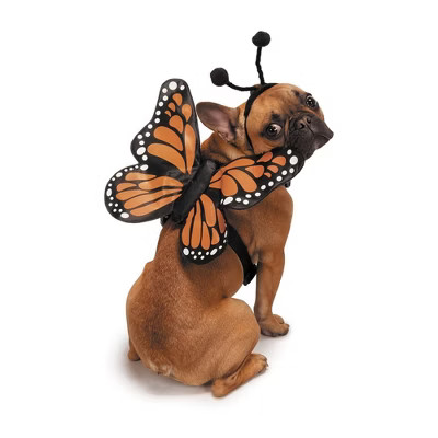 Zack & Zoey Butterfly Glow Harness Costume for Dogs, Large | Target