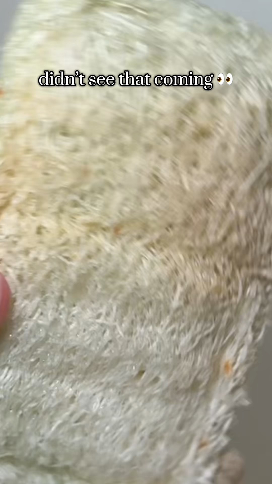 love having natural sponges in my kitchen. 


#LTKmomlife #LTKHome #LTKdayinmylife