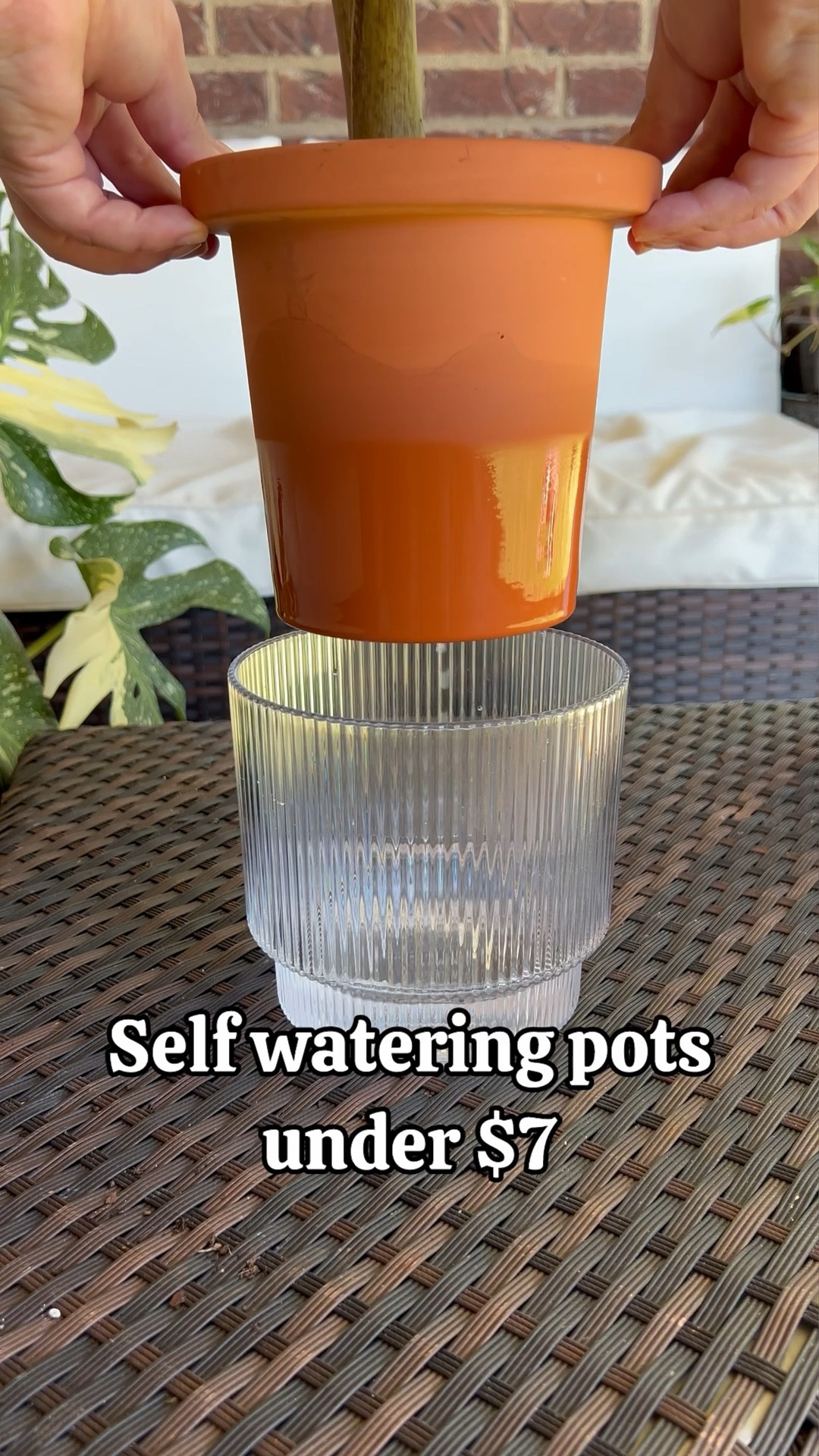 Self watering pots #LTKplants #LTKhouseplants 

#LTKHome