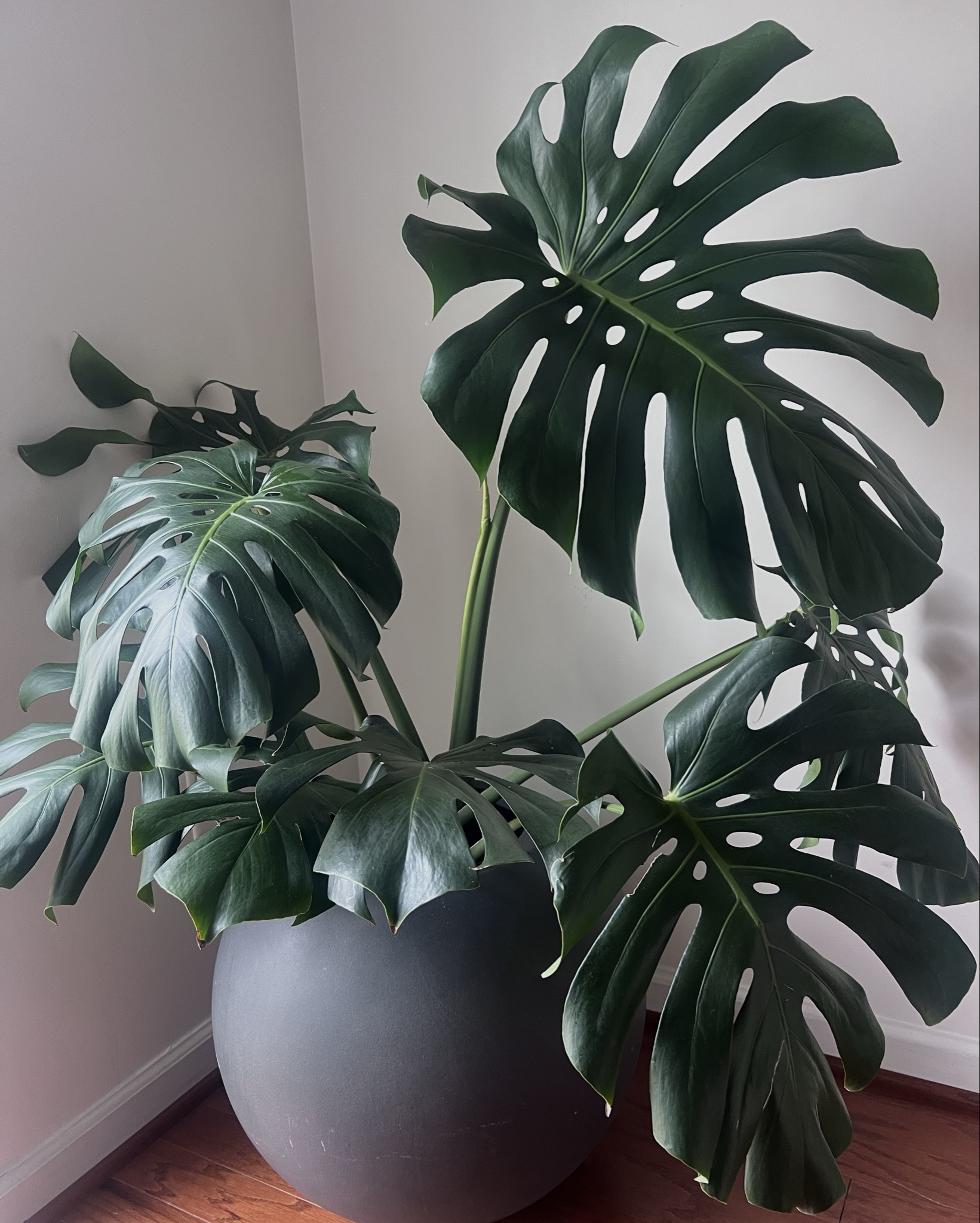 Monstera will be living in this planter from now on! I’m loving the way it looks 
Planter. Crate and Barrel. Monstera. Plant care. Amazon finds. 

#LTKMothersDay #LTKHome #LTKSeasonal