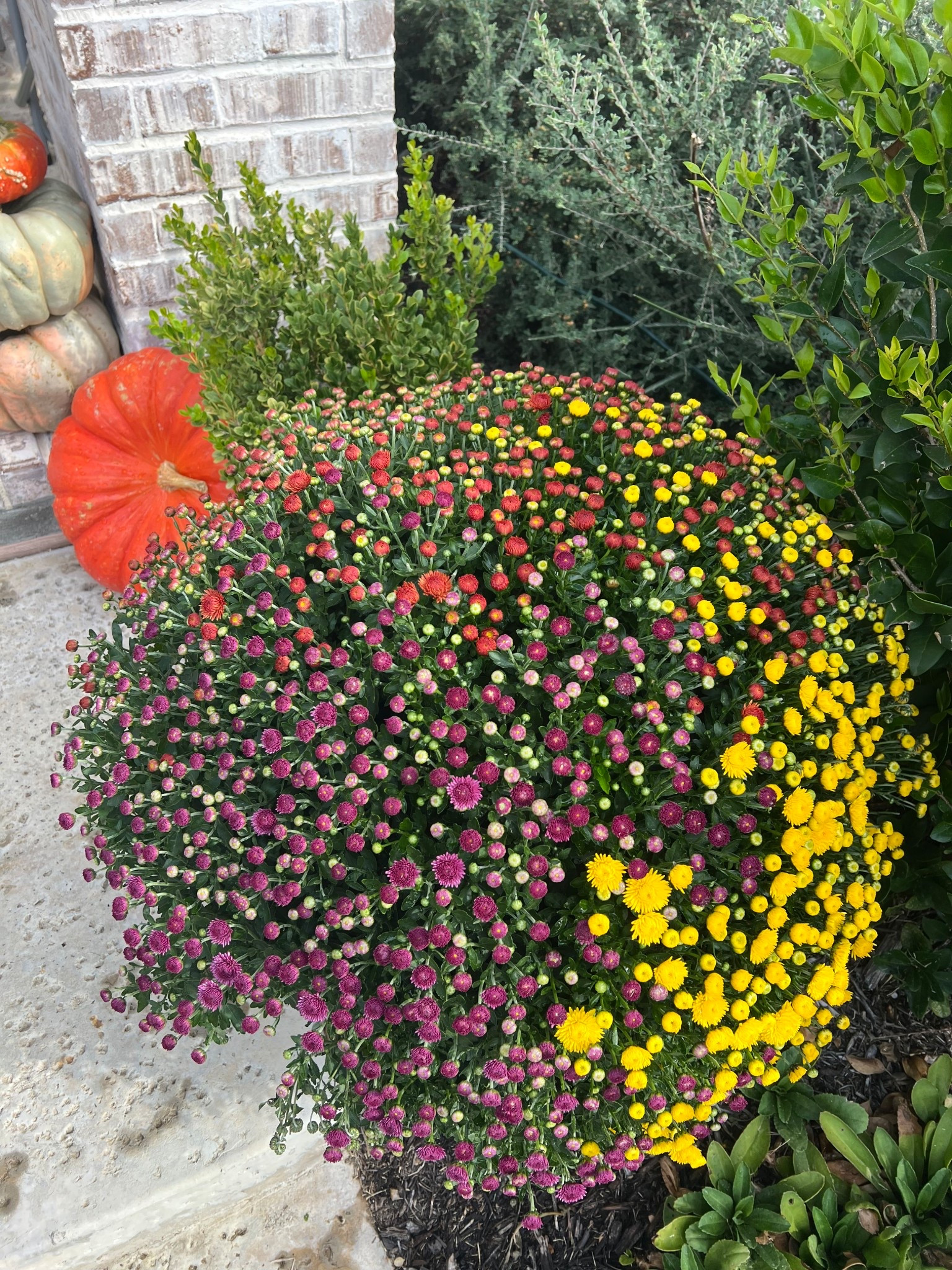 Costco has the best mums for tote fall porch decor! 
Can’t link it but they were only $16.99 at my local Store!! 

#LTKFindsUnder50 #LTKHome #LTKSeasonal