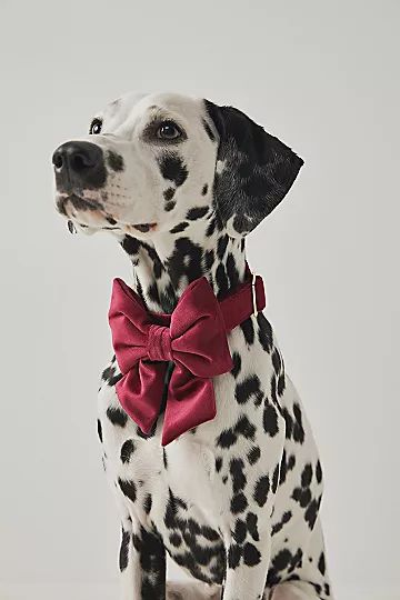 The Foggy Dog Velvet Lady Bow Collar | Free People (Global - UK&FR Excluded)