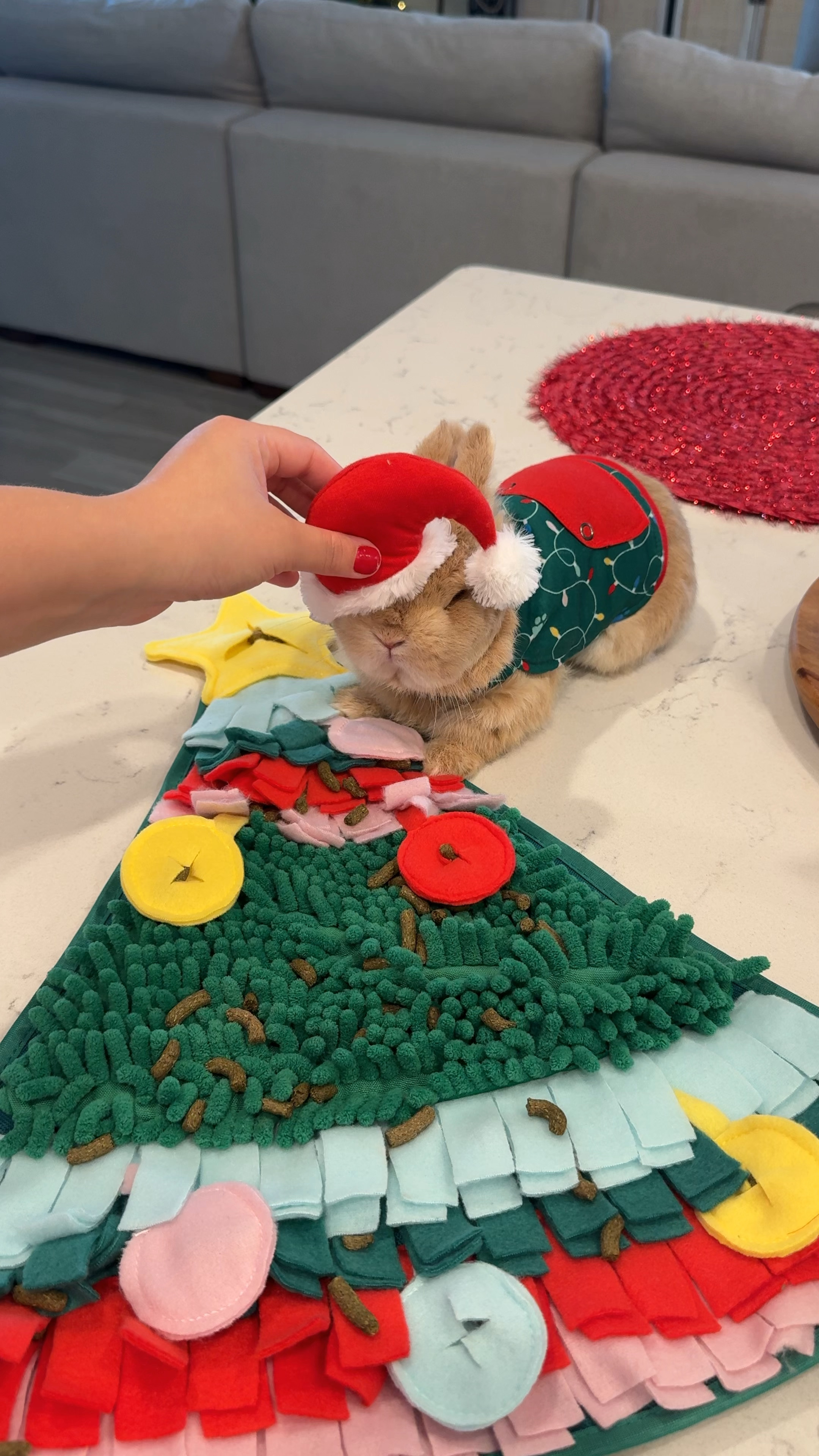 Found the cutest Christmas outfit for small pets🐰❄️🤍

#LTKSeasonal #LTKHoliday #LTKCyberWeek