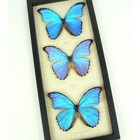 Blue Morpho Butterfly Collection Framed Butterflies Taxidermy Display | Etsy (US)