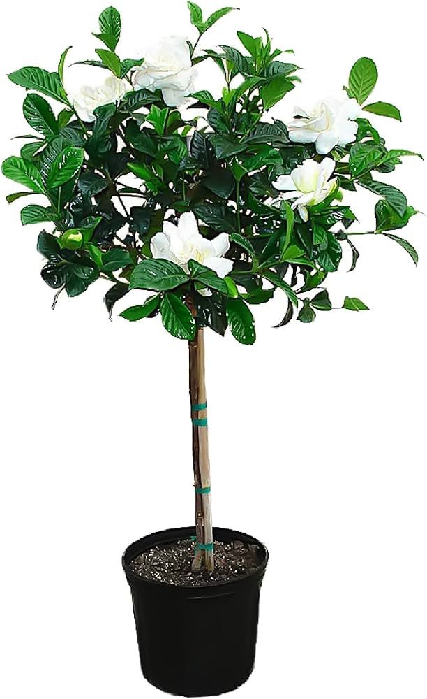 American Plant Exchange Miami Supreme Gardenia Tree Live Plant, 3 Gallon, Enormous Fragrant Bloom... | Amazon (US)