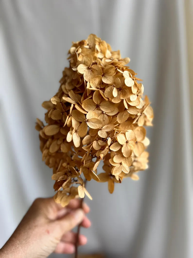 Golden Hydrangea Bunches | Etsy (Global)