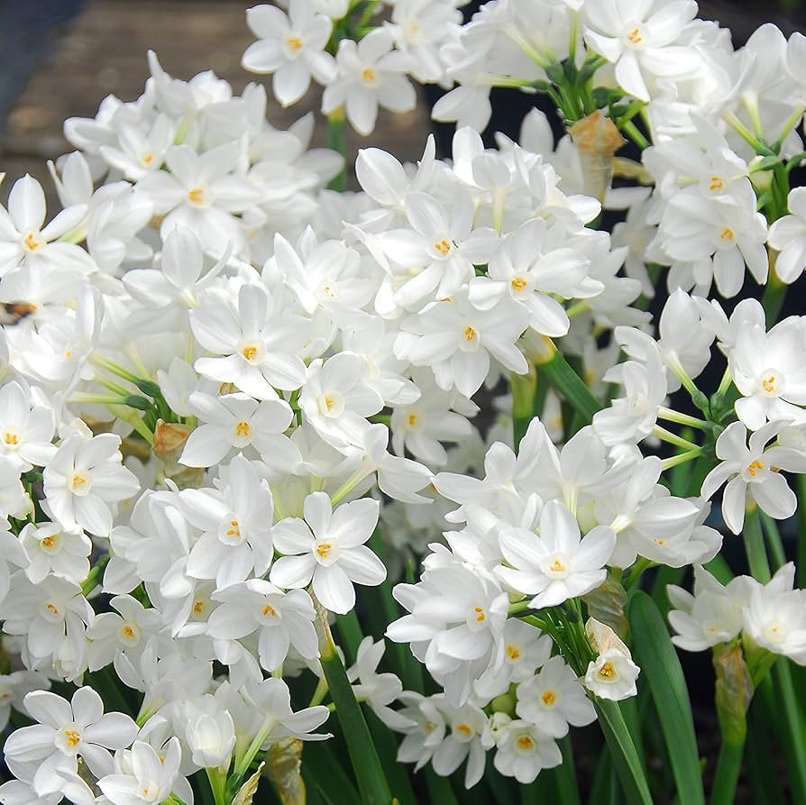 Narcissus Paperwhite 'Ziva' (10 Pack) Value Size Plant Bulbs for Gardening or Indoor Forcing - Fr... | Amazon (US)