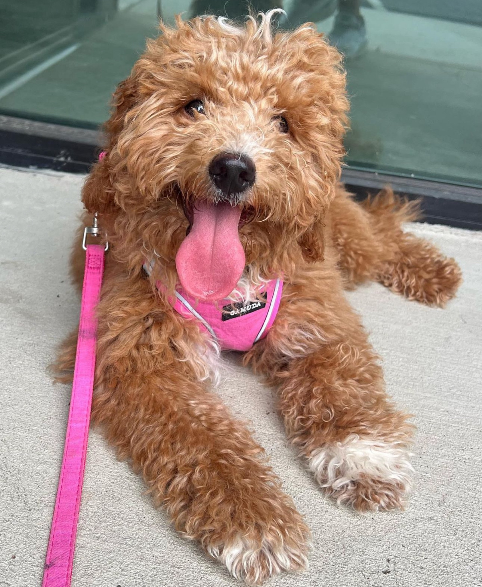 Dog stuff I love for Fiona!💖

#LTKFindsUnder50 #LTKSummerSales #LTKStyleTip