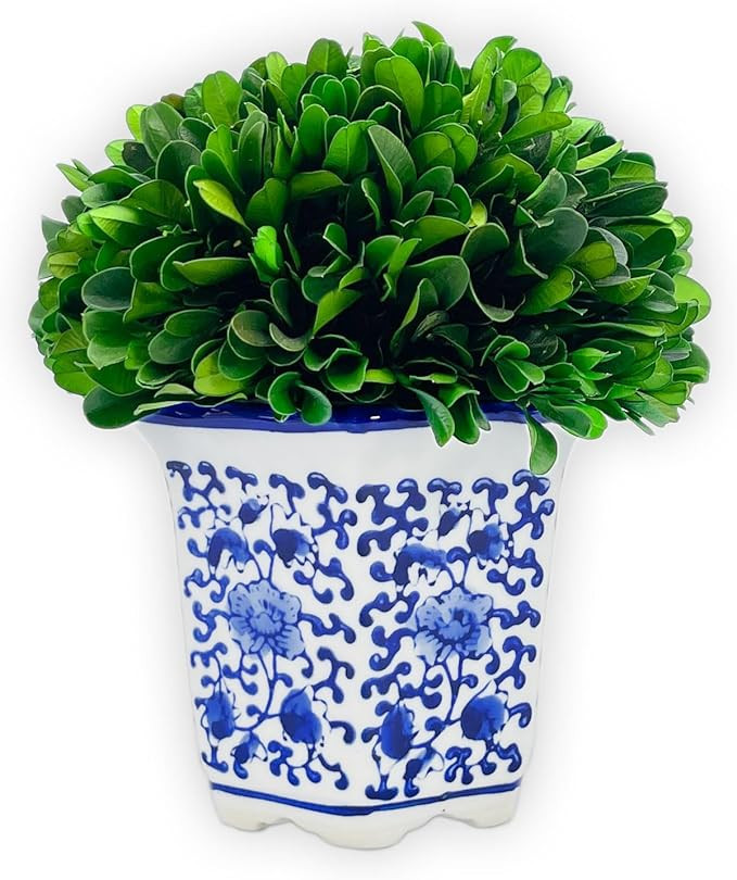Galt International 7" Naturally Preserved Real Boxwood Ball in Hand-Painted Blue & White China Po... | Amazon (US)