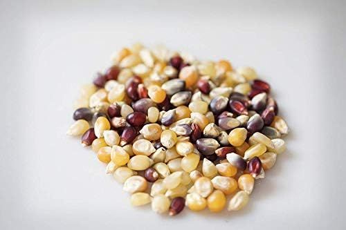 ORGANIC, 1.9 LB Heirloom Multi-colored Popcorn Kernels • Non-GMO • USA Grown • All Natural, Vegan, G | Amazon (US)